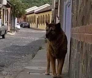 野犬